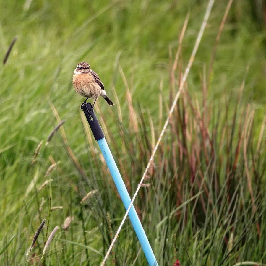 roodborsttapuit op een paaltje