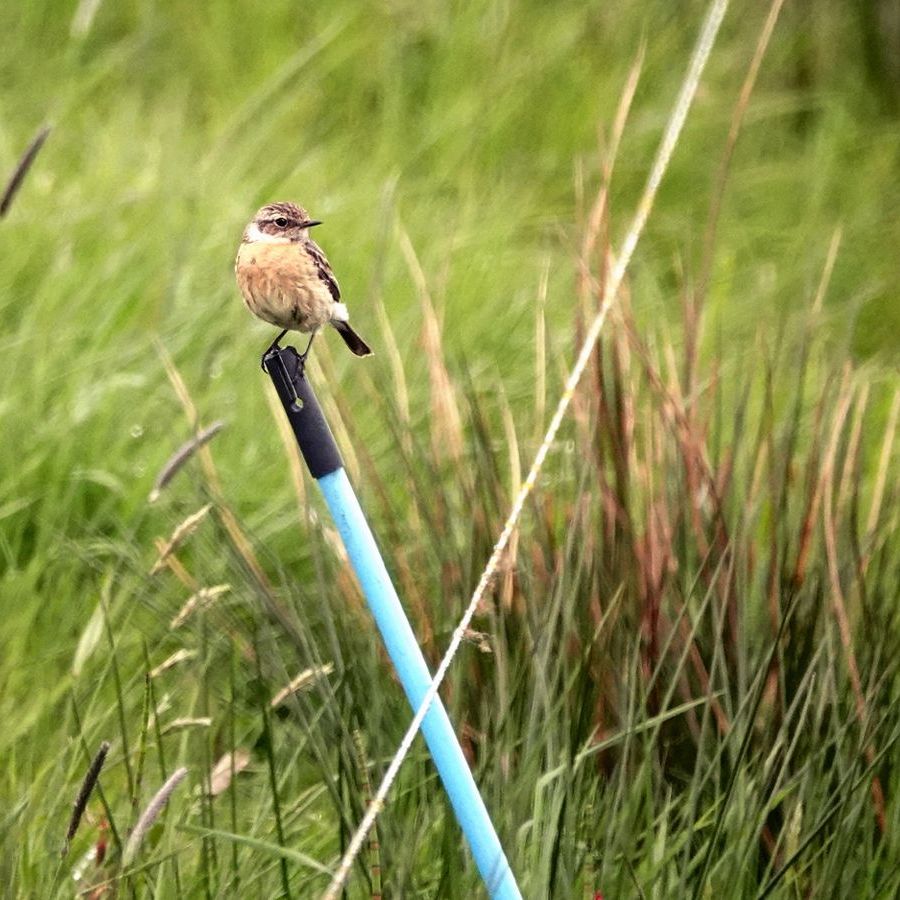 roodborsttapuit op een paaltje