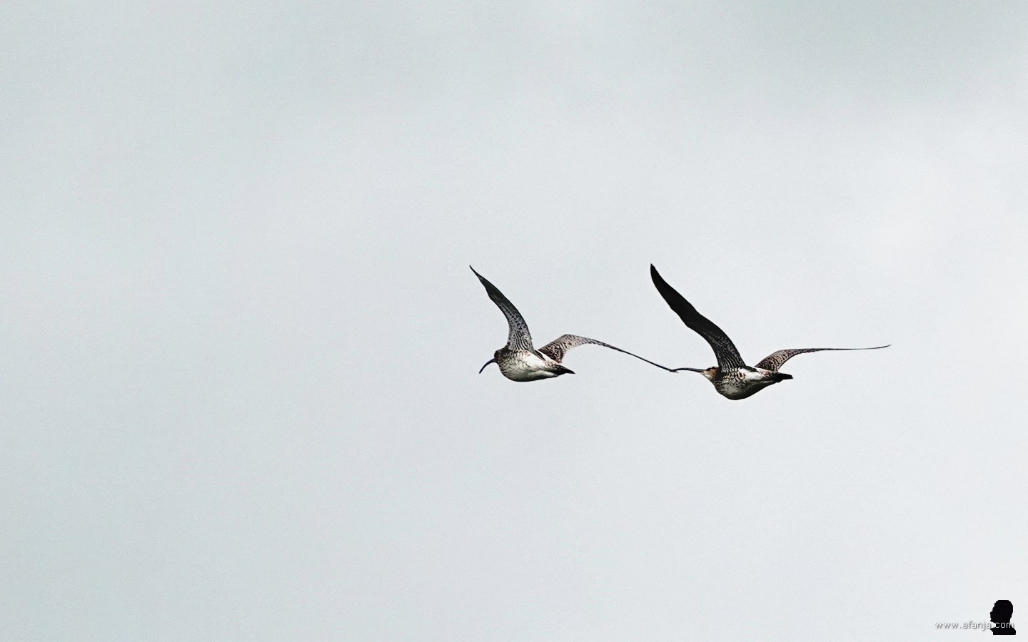 twee regenwulpen in de vlucht