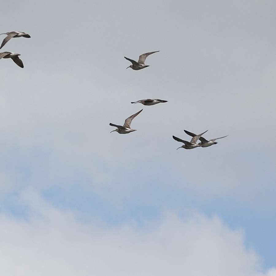 een vlucht regenwulpen