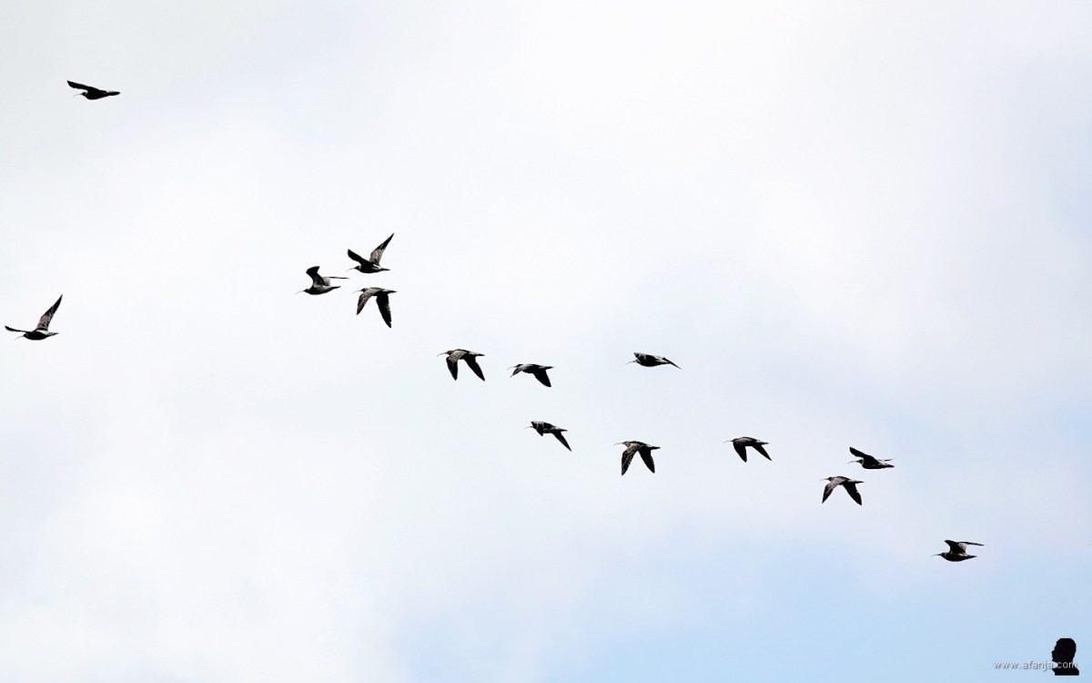 Een vlucht regenwulpen | Afanja's Weblog