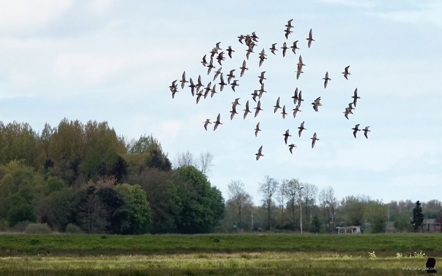 een vlucht kemphanen