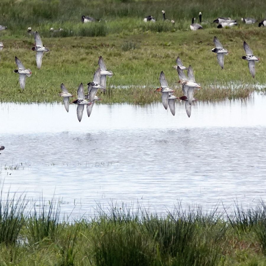 een vlucht kemphanen en enkele grutto's