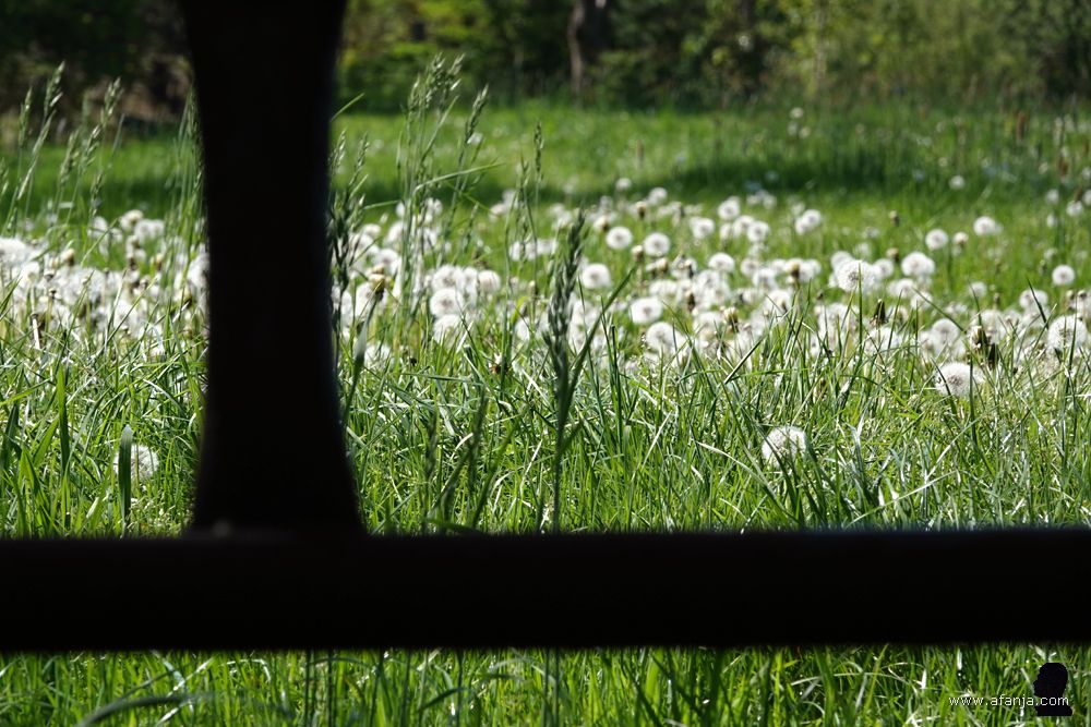 uitgebloeide paardenbloemen achter een oud hek