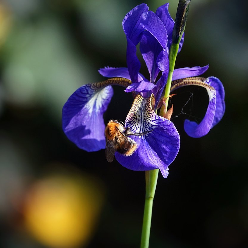 de blauwe iris krijgt bezoek