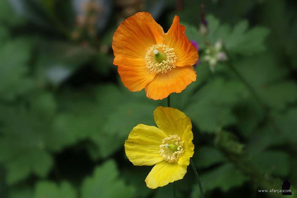 een oranje en een geel klaproosje