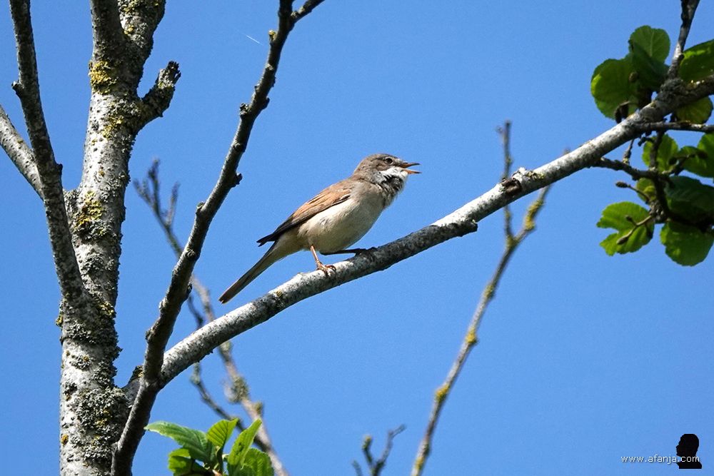 een graspieper op zijn zangpost