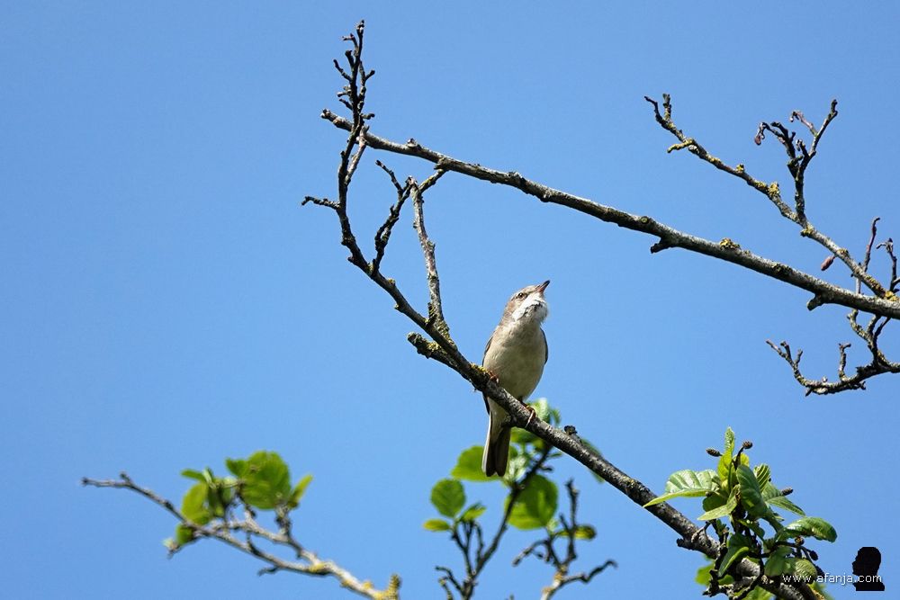 een graspieper op zijn zangpost