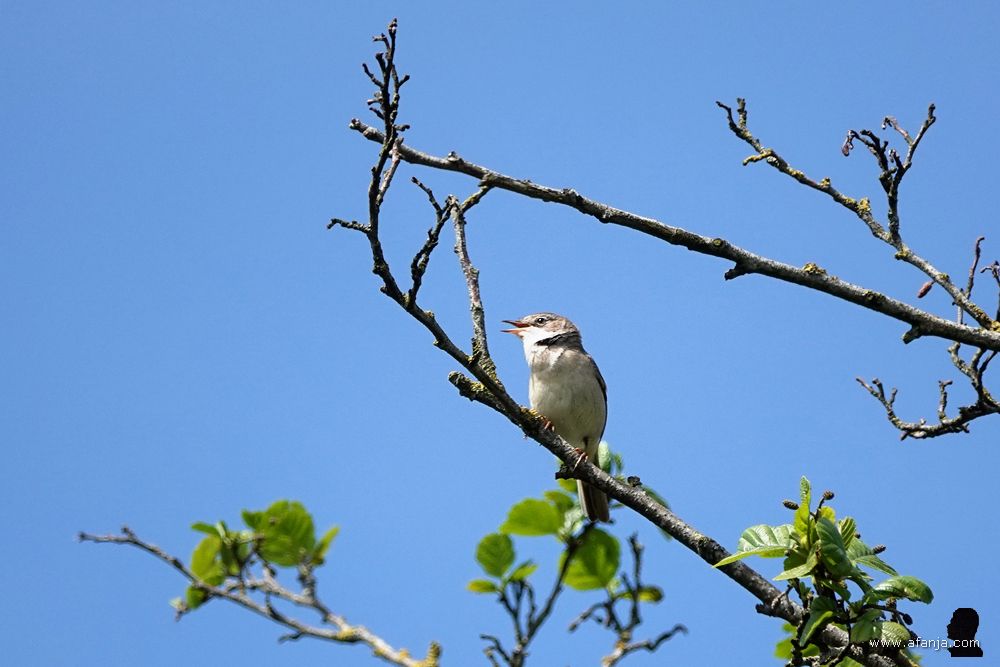 een graspieper op zijn zangpost