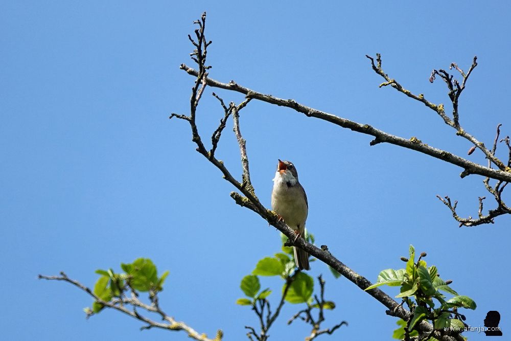 een graspieper op zijn zangpost