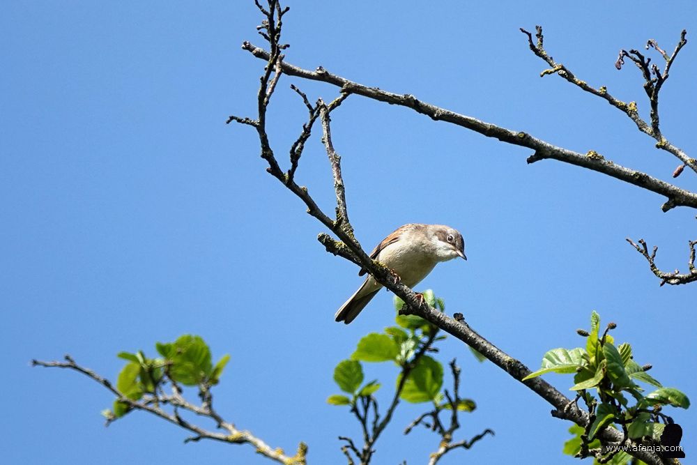 een graspieper op zijn zangpost