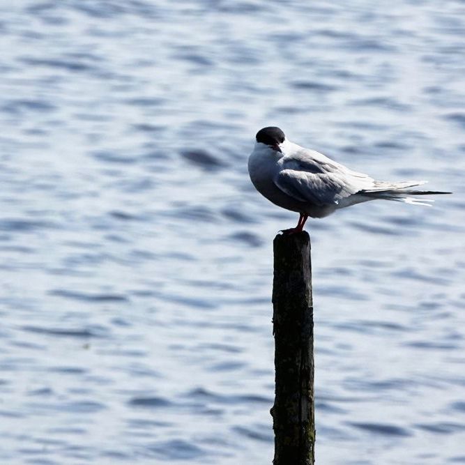 het visdiefje keek eens om zich heen
