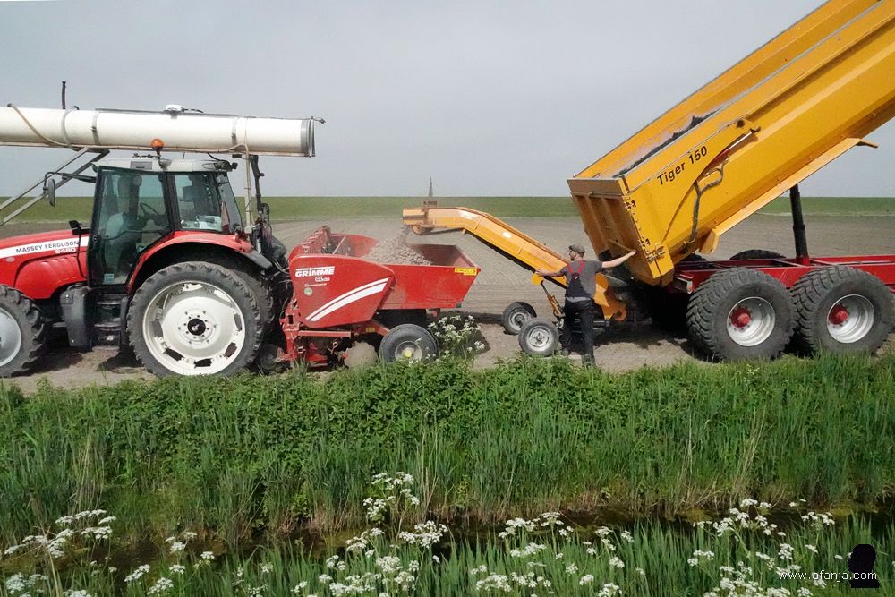 de boer stort aardappelen uit de laadbak op een lopende band, waarmee de aardappelen in een bak achter de tractor worden overgebracht