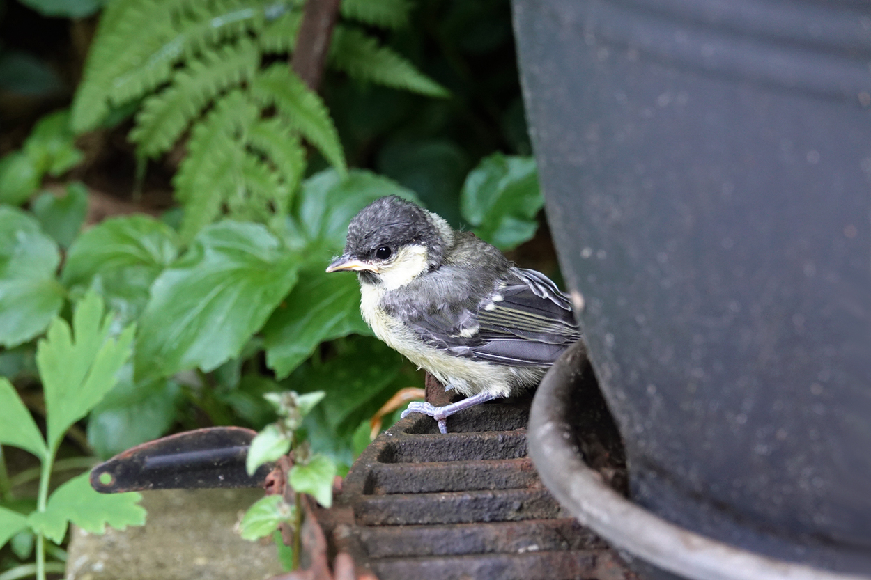 een pas uitgevlogen koolmeesje kijkt om zich heen in een hoekje met potten in de tuin