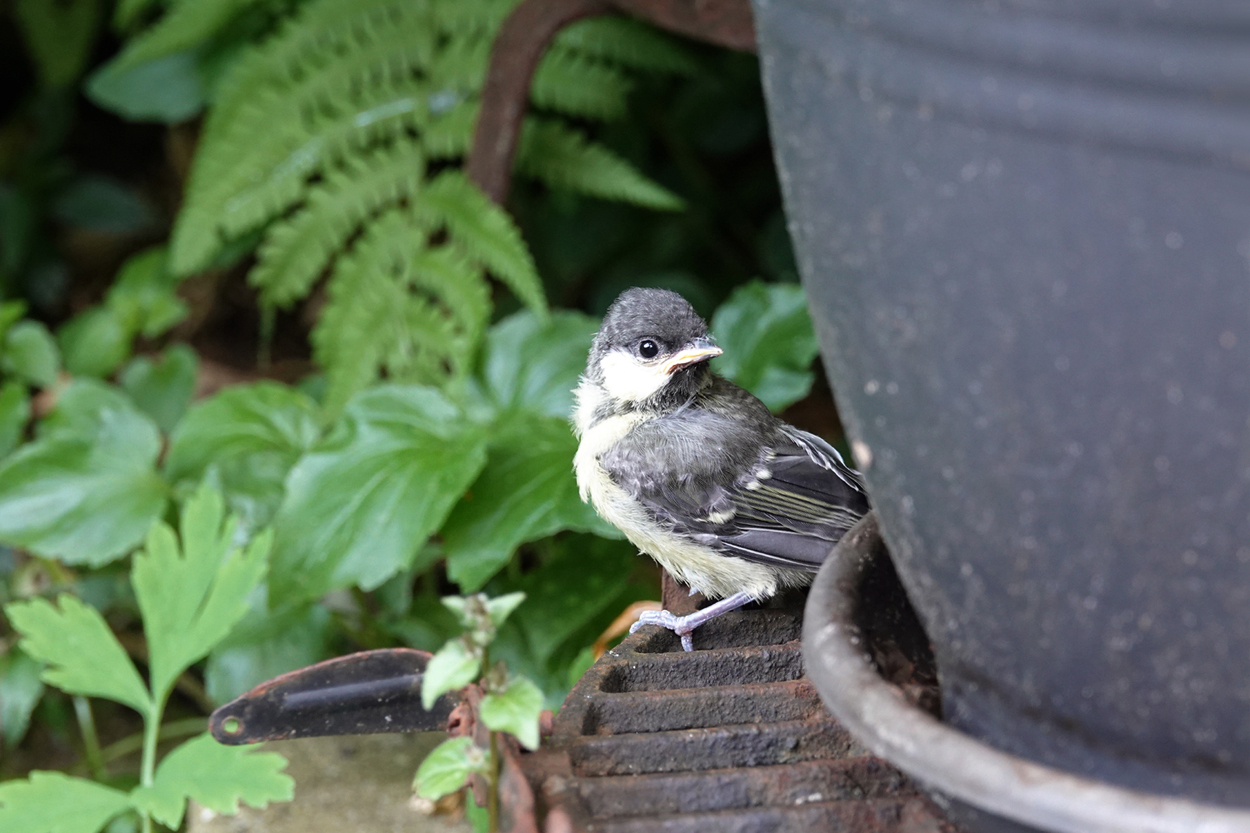 een pas uitgevlogen koolmeesje kijkt om zich heen in een hoekje met potten in de tuin