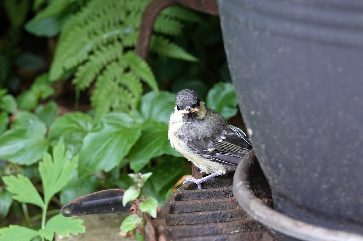 een pas uitgevlogen koolmeesje kijkt om zich heen in een hoekje met potten in de tuin