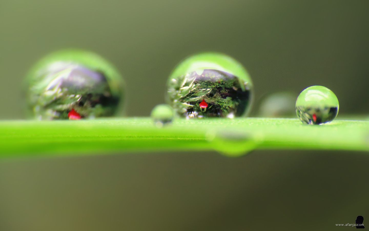 druppels op een blad van de blauwe iris, in de druppels is de heksenbol verderop in de tuin te zien