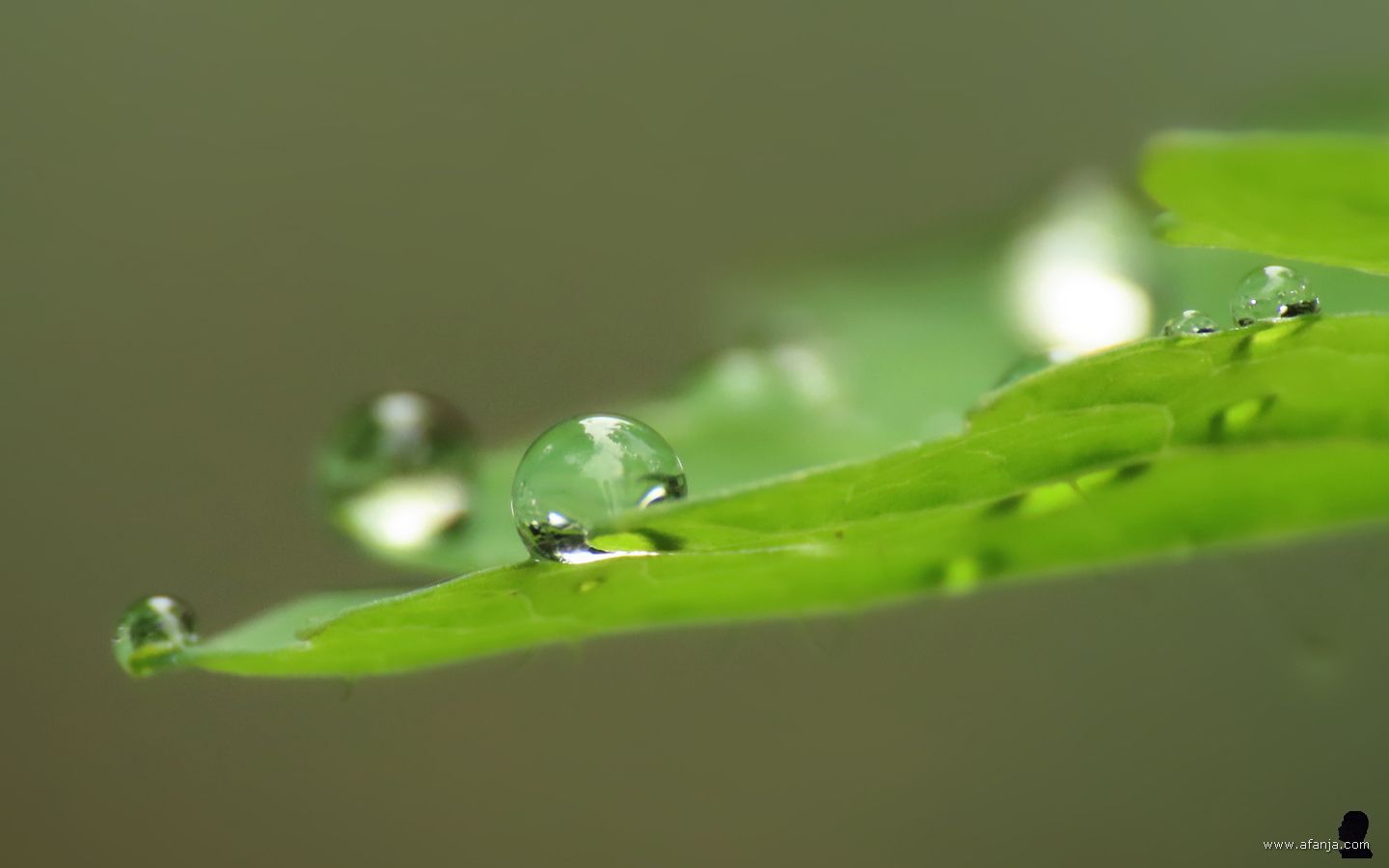 druppels op een blad in de tuin