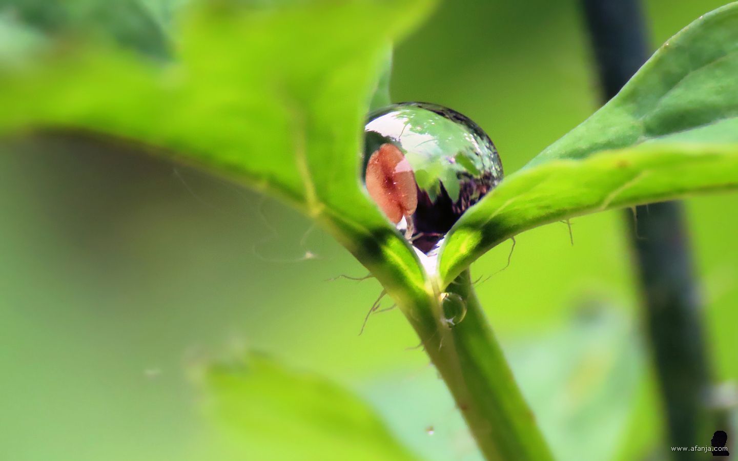 een grote druppel (met een zaadje?) in een bladoksel