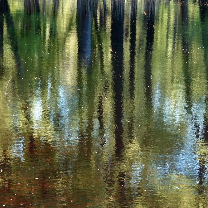 weerspiegeling van de bomen rond een ven