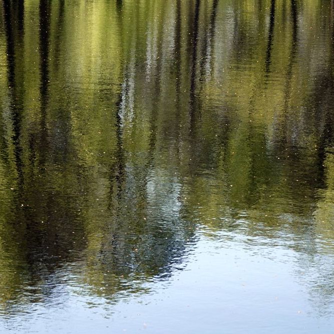 weerspiegeling van de bomen rond een ven