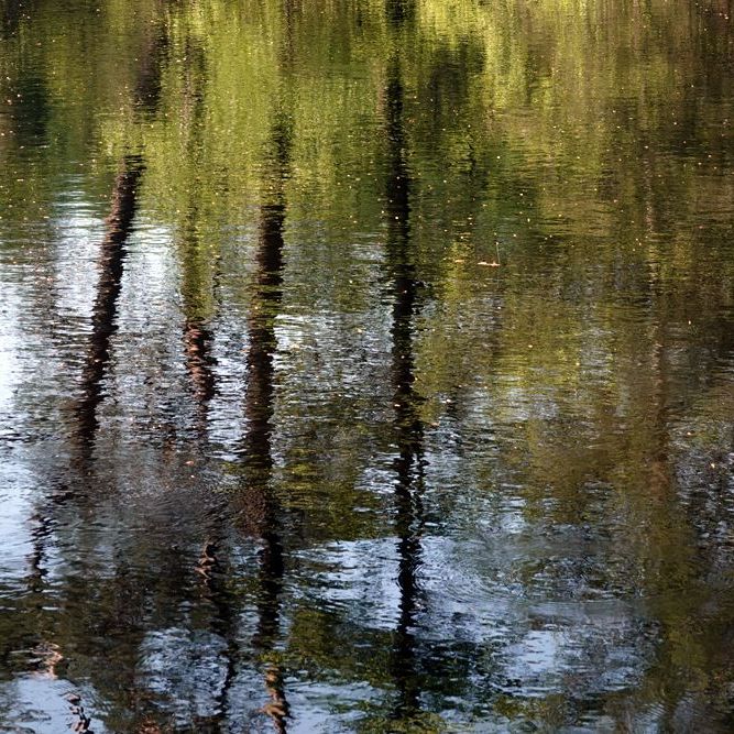 weerspiegeling van de bomen rond een ven