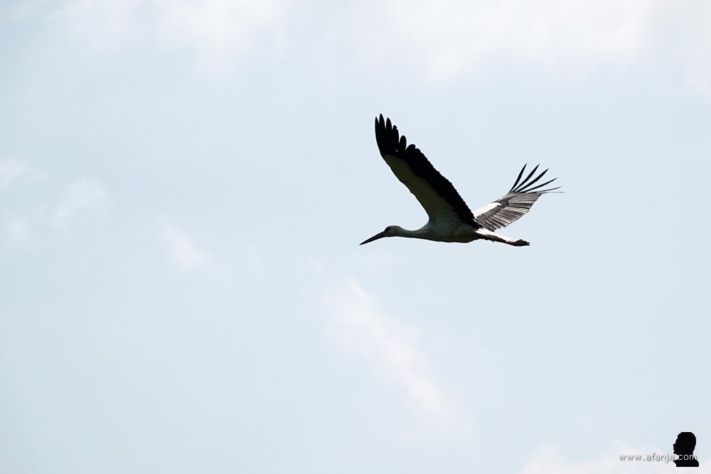 een ooievaar in de vlucht