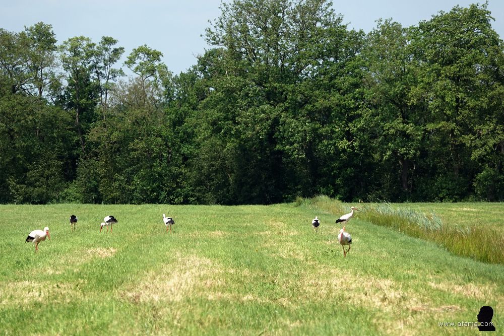 een groep foeragerende ooievaars in een weiland