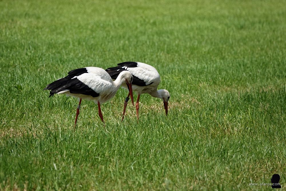 twee ooievaars lopen zij aan zij foeragerend door een weiland