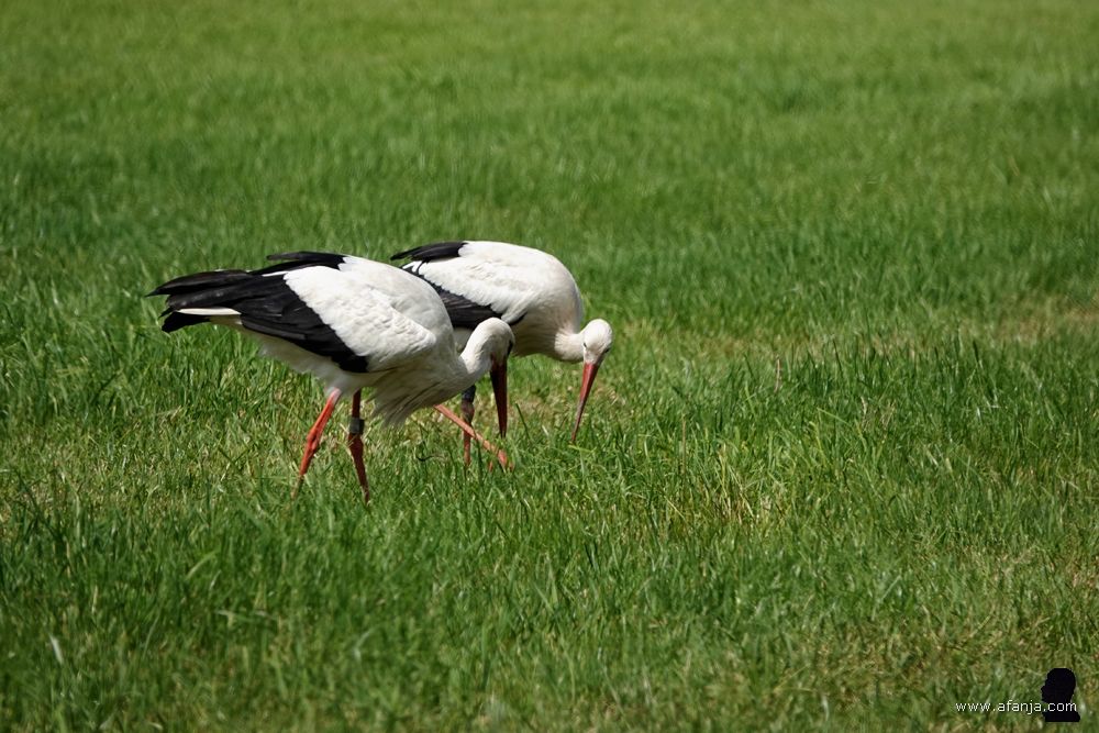twee ooievaars lopen zij aan zij foeragerend door een weiland