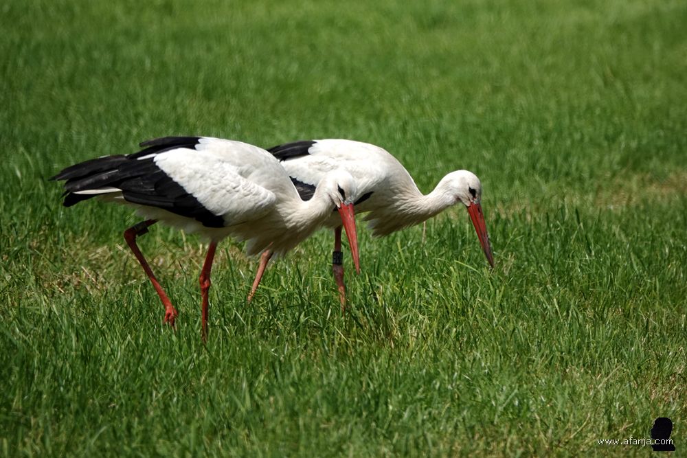 twee ooievaars lopen zij aan zij foeragerend door een weiland