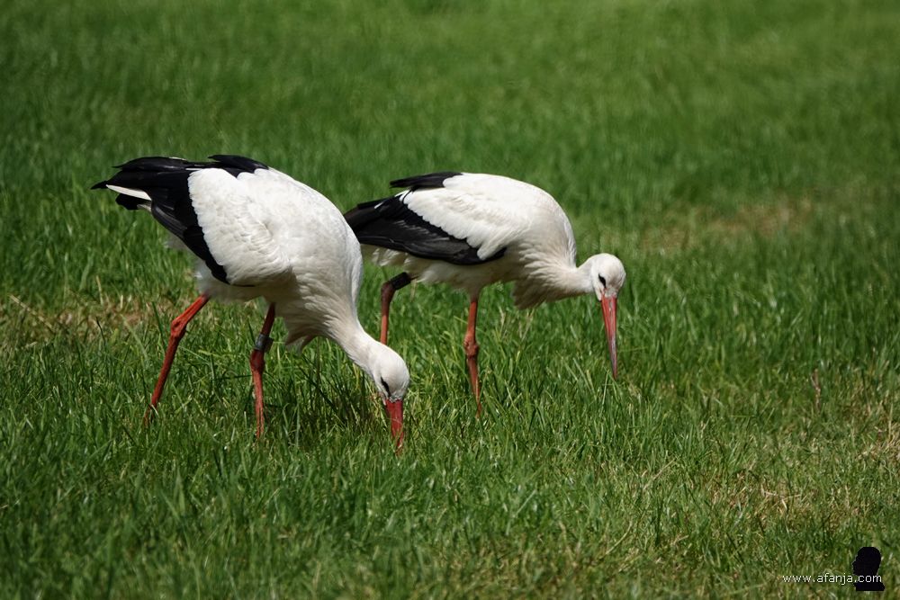 twee ooievaars lopen zij aan zij foeragerend door een weiland