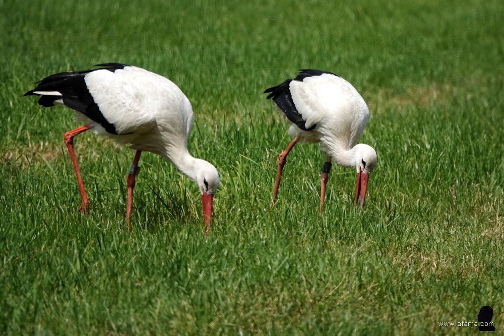 twee ooievaars lopen zij aan zij foeragerend door een weiland