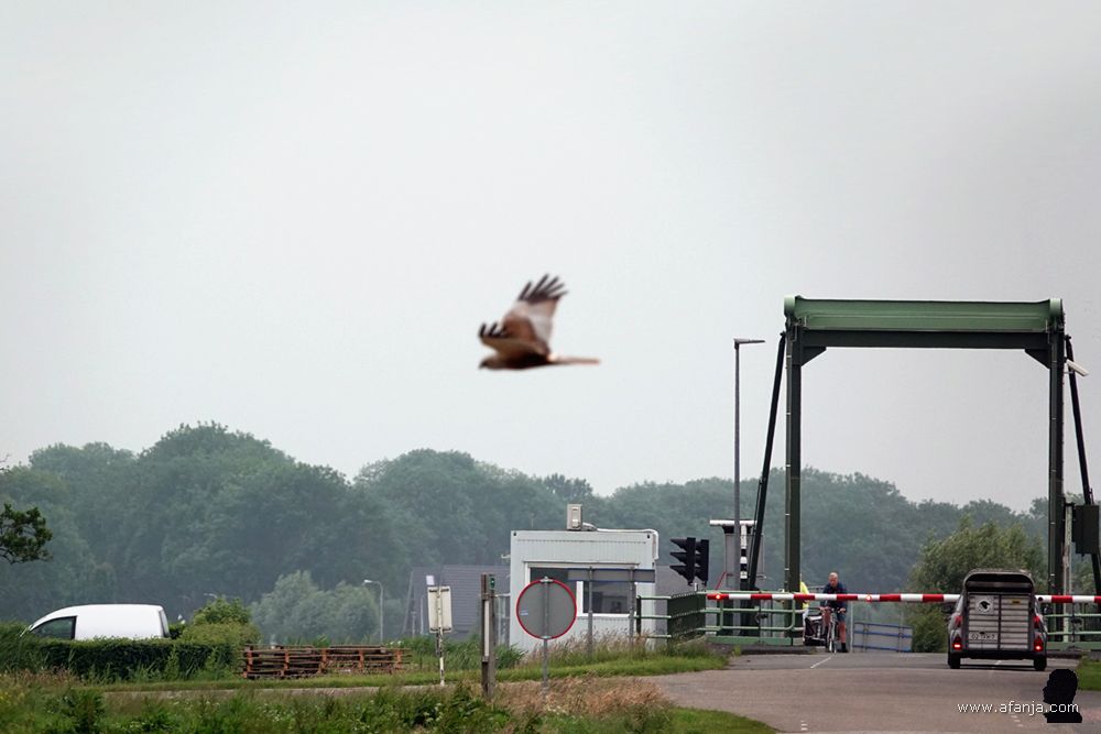 een bruine kiekendief steekt de weg over bij een brug over de Wetering