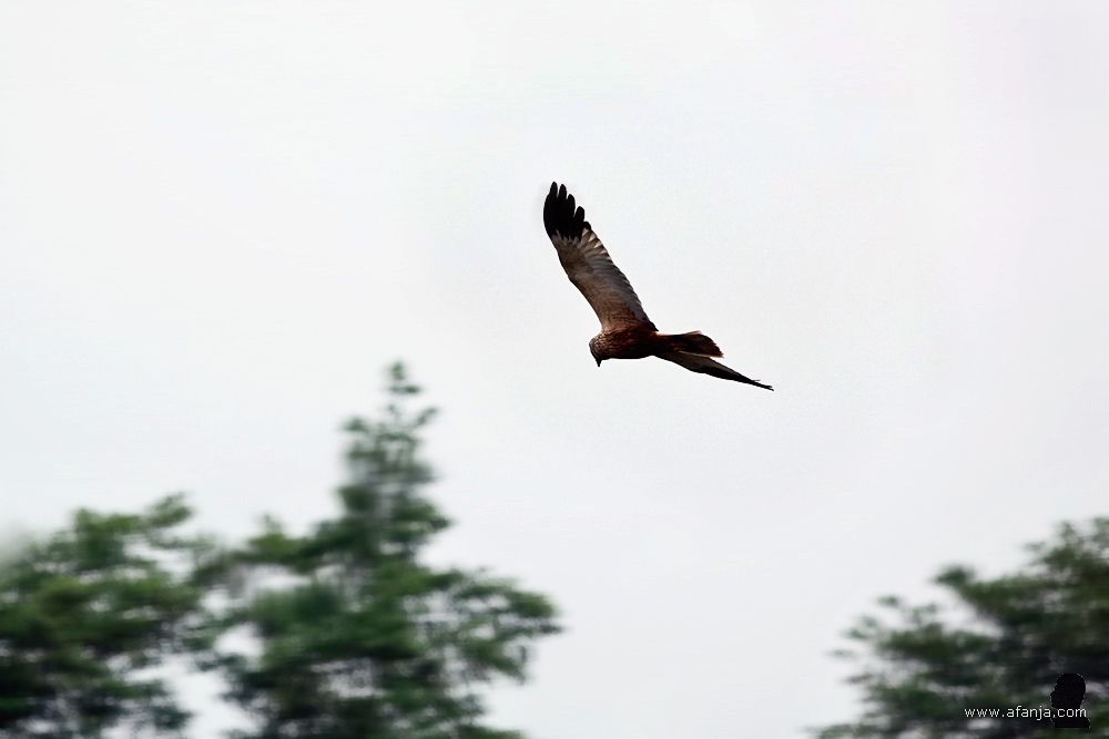 een bruine kiekendief vliegt in de richting van een stuk braak liggend land