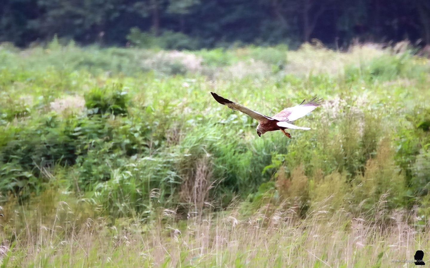 een bruine kiekendief vliegt boven een stuk braak liggend land in De Weerribben