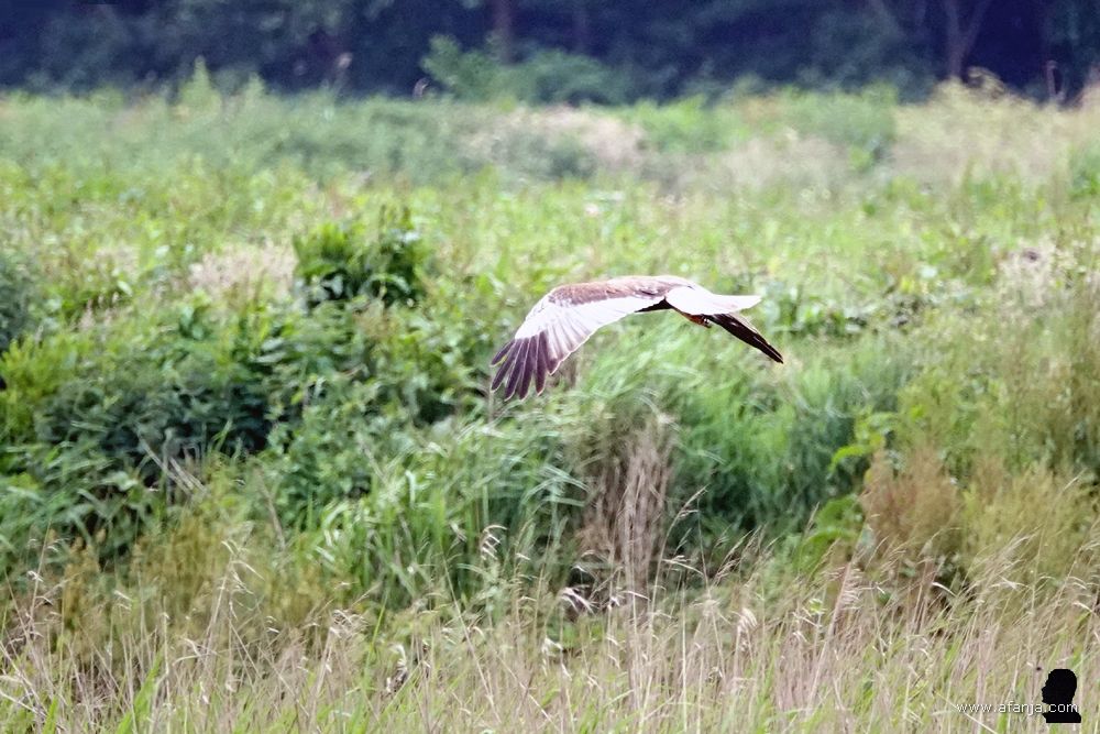 een bruine kiekendief vliegt boven een stuk braak liggend land in De Weerribben