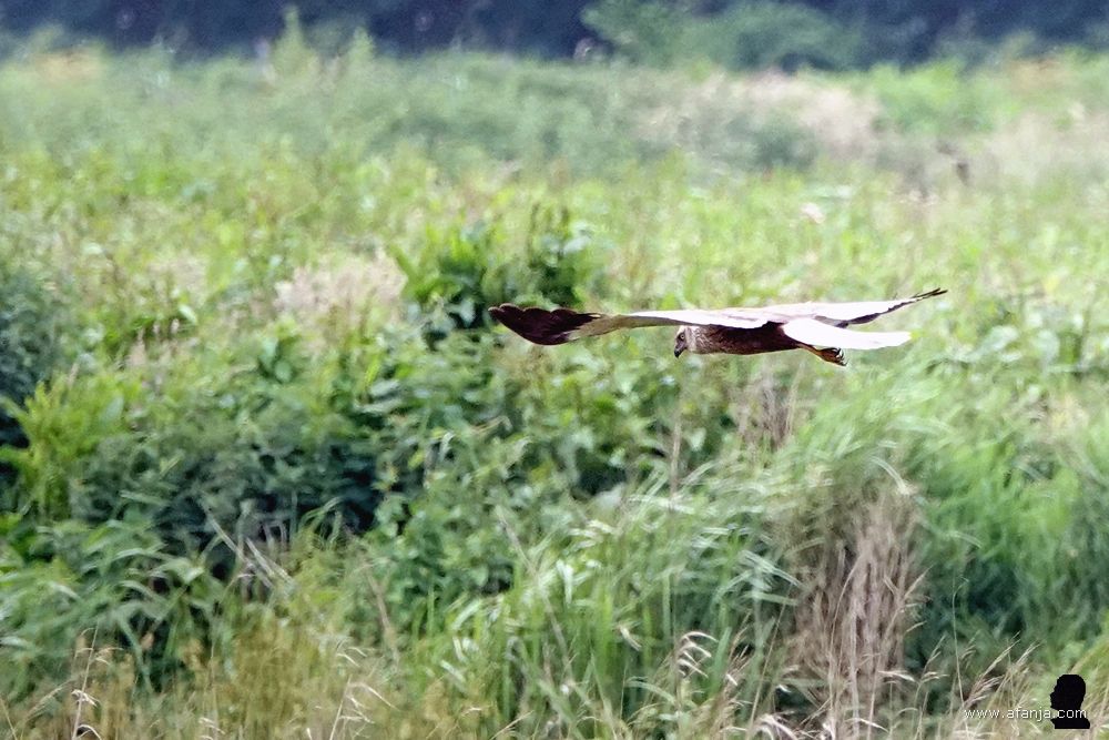 een bruine kiekendief vliegt boven een stuk braak liggend land in De Weerribben