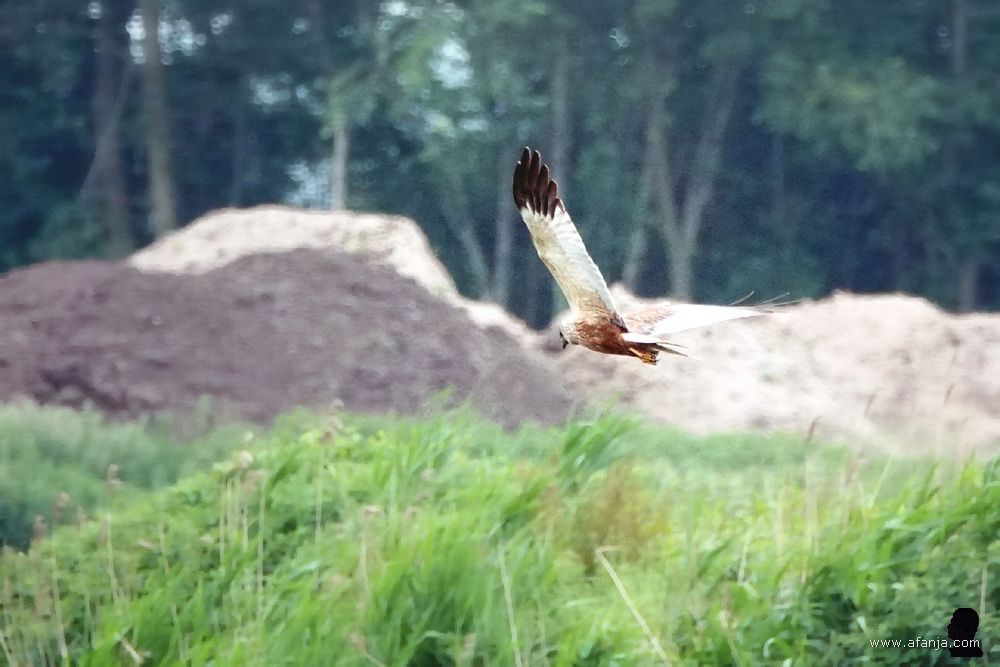 een bruine kiekendief vliegt boven een stuk braak liggend land in De Weerribben