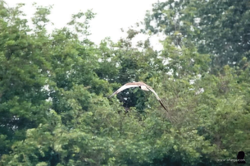 een bruine kiekendief vliegt omhoog om de bomen te ontwijken