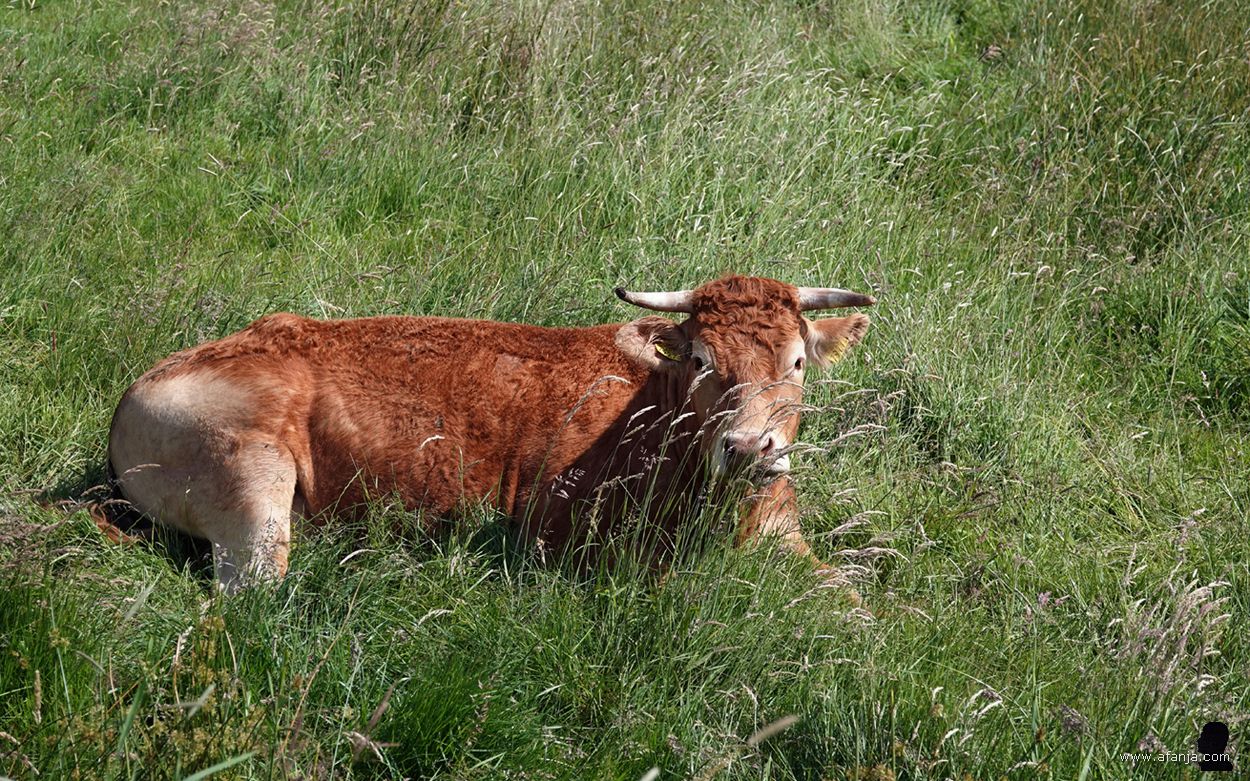 oogcontact met een grote grazer die lekker in de wei ligt