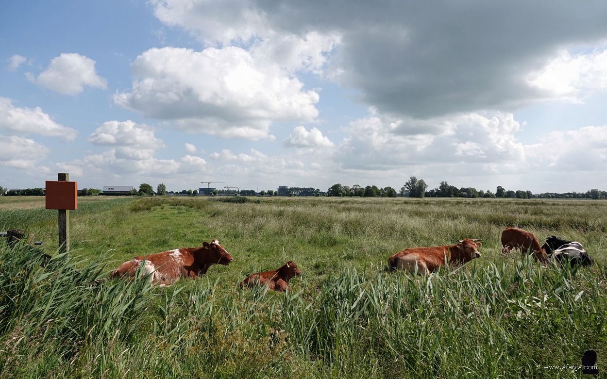 rustig herkauwende runderen in de wei