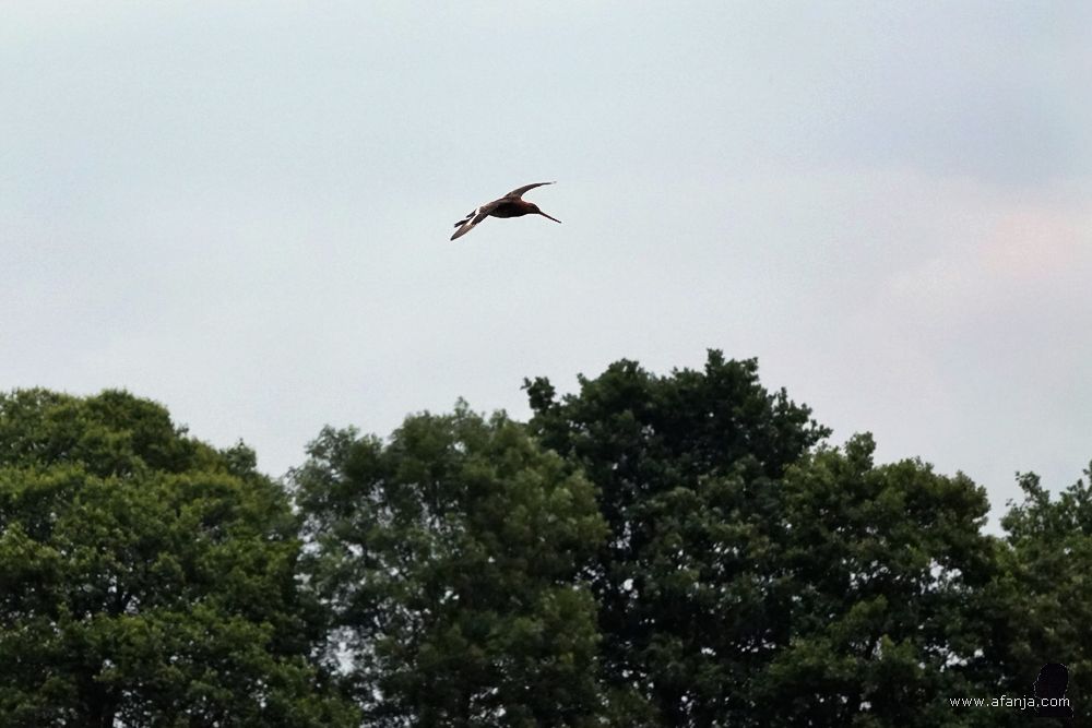 een grutto zet de landing in bij een boomsingel