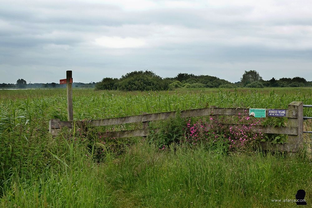 het hek en het pad langs het rietland naar de vogelkijkhut 'Blauwstirns'