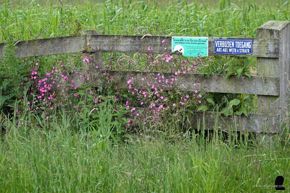 dagkoekoeksbloemen tegen het hek langs het rietland