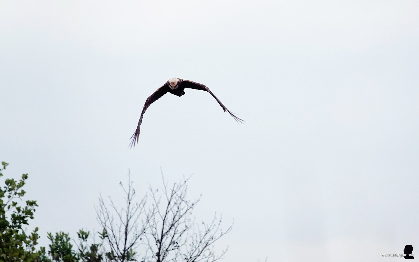 een bruine kiekendief nadert de vogelkijkhut van waaruit de foto is gemaakt