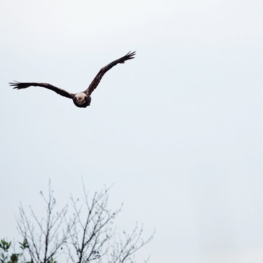 een bruine kiekendief nadert de vogelkijkhut van waaruit de foto is gemaakt