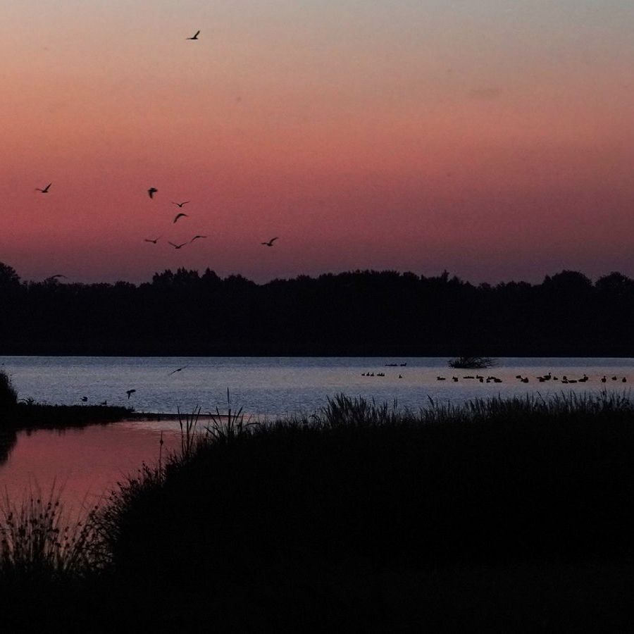 er vliegen meeuwen boven de plas in de Jan Durkspolder en er zwemmen ganzen