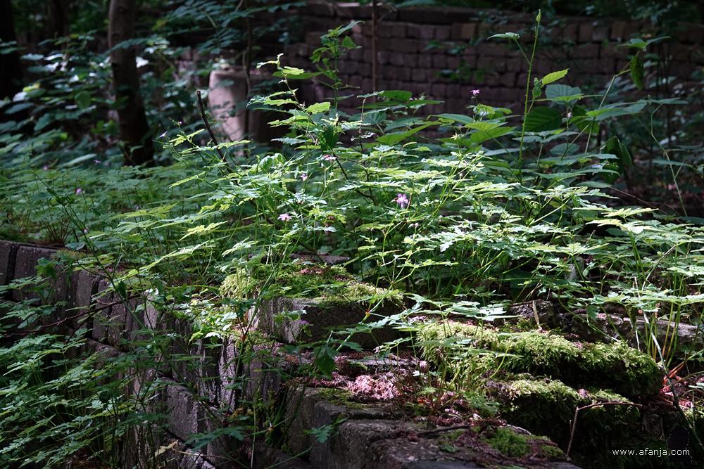 de natuur blijft zijn weg zoeken tussen de los gestapelde bouwwerken