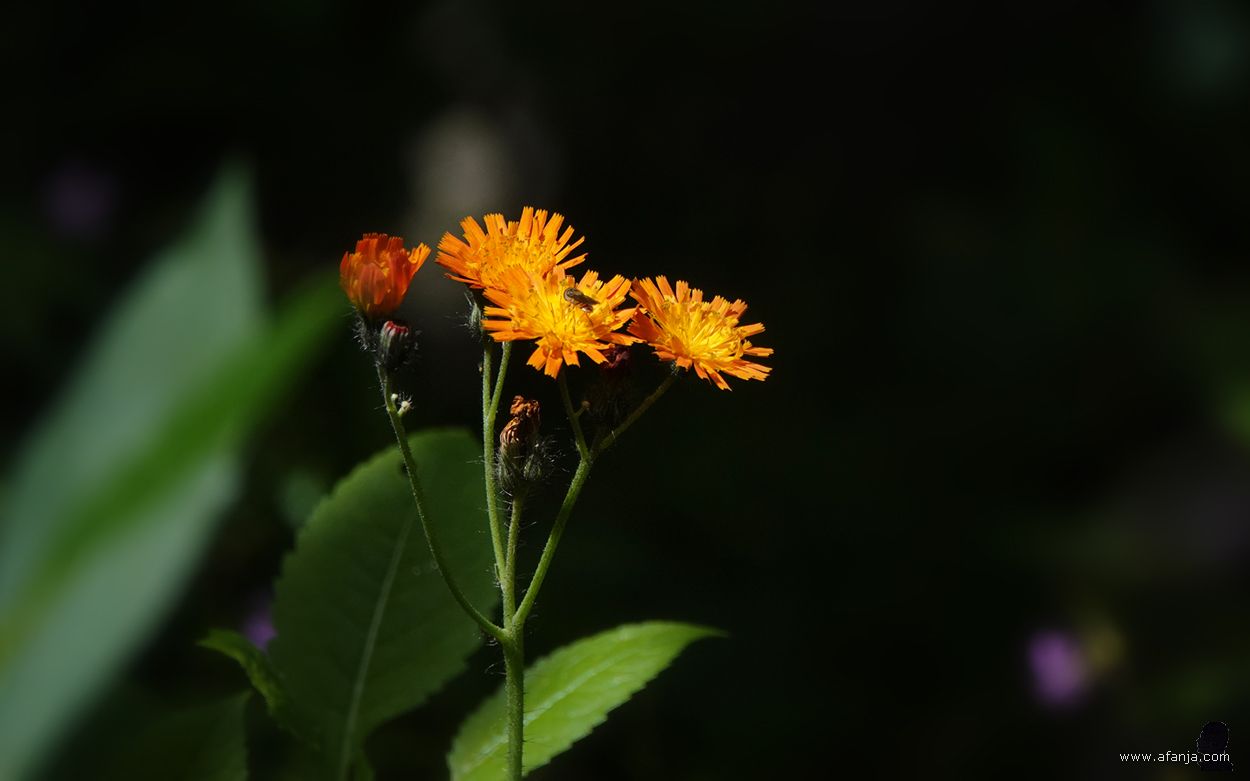 bloeiend oranje havikskruid aan de voet van de tempel